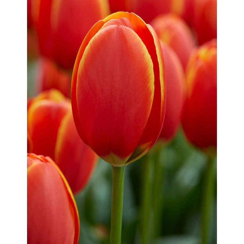 Tulipan Darwin Hybride Mixed 10-pakk